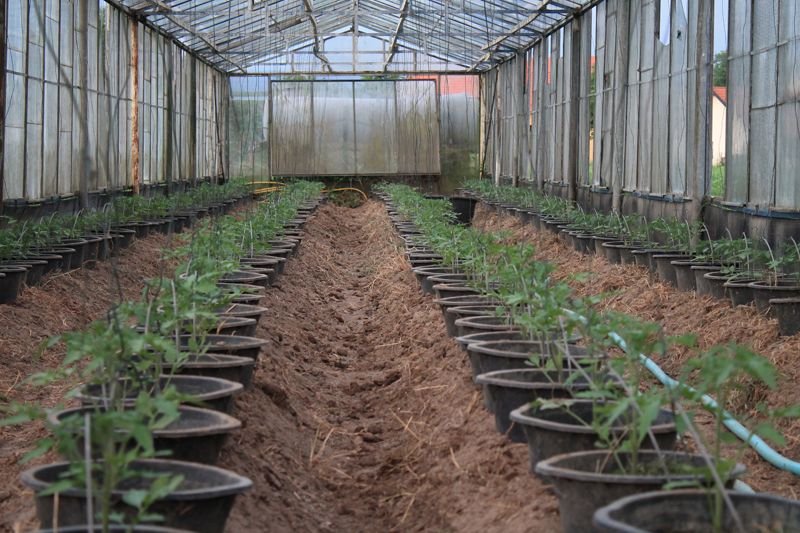 Tomaten im Gewächshaus