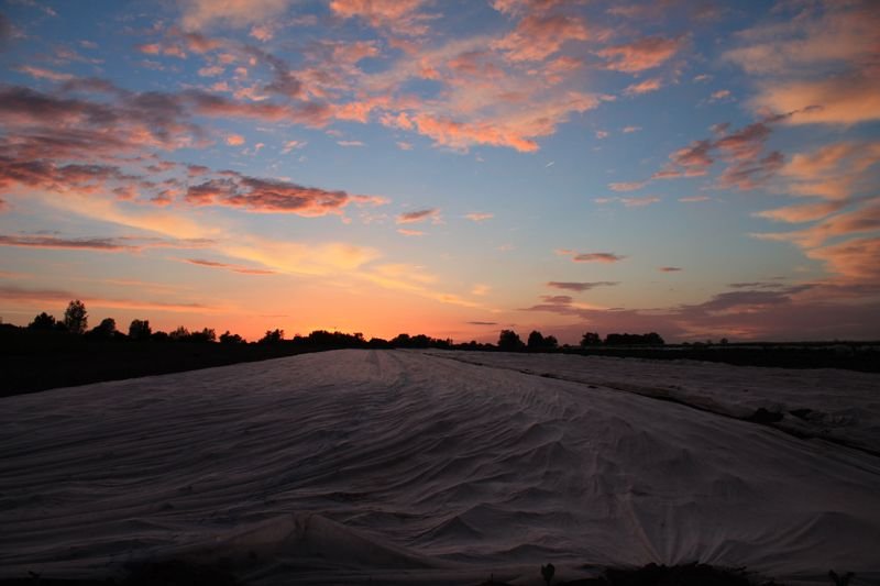 Sonnenuntergang über dem Feld