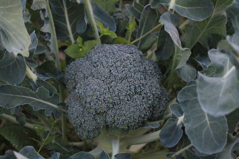 Brokkoli kurz vor der Ernte